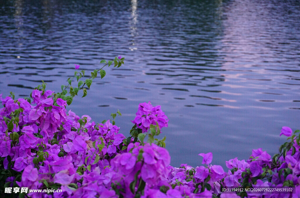 湖畔紫花绽放美景