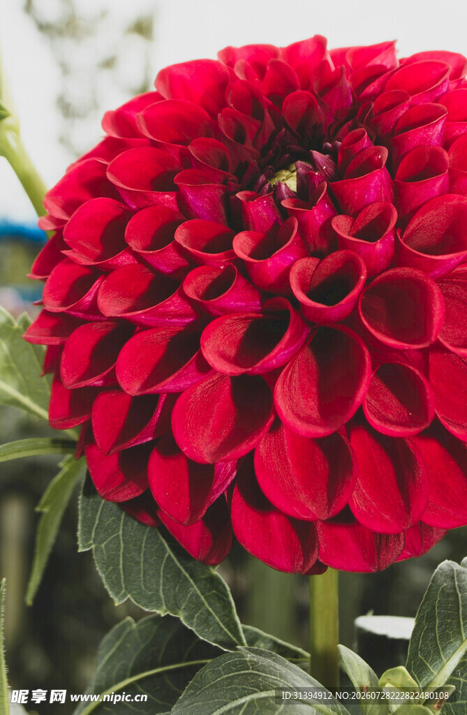 艳丽红大丽花特写