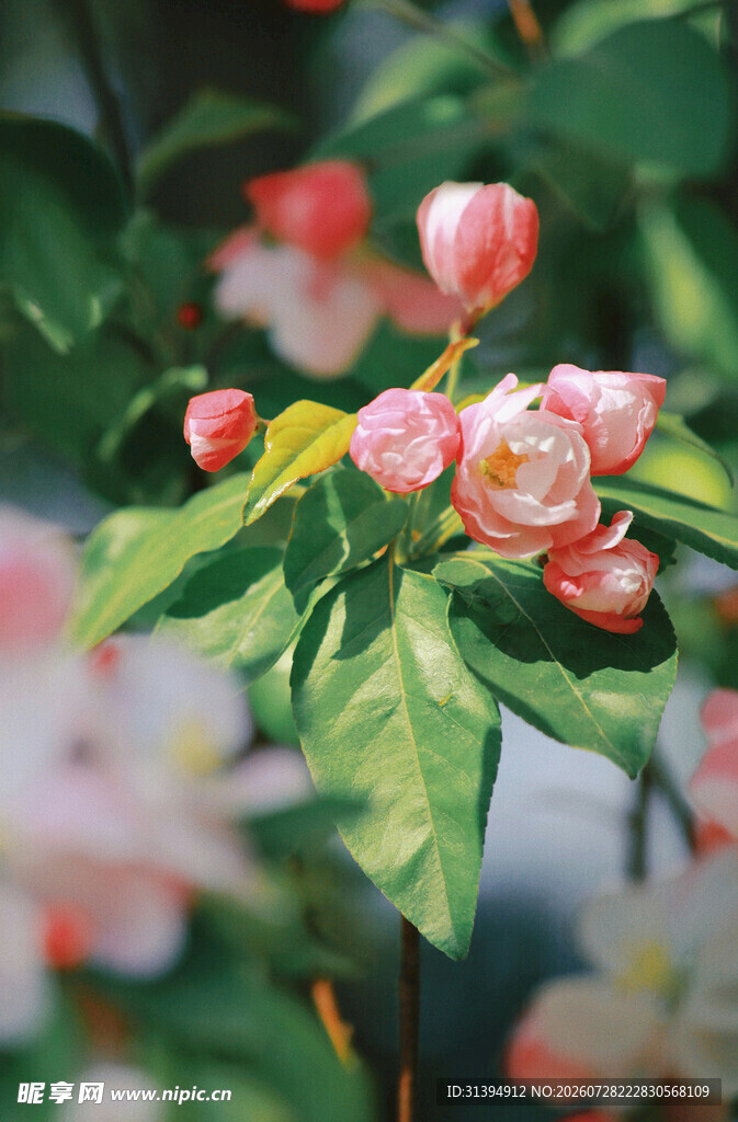 娇艳海棠花绽放枝头