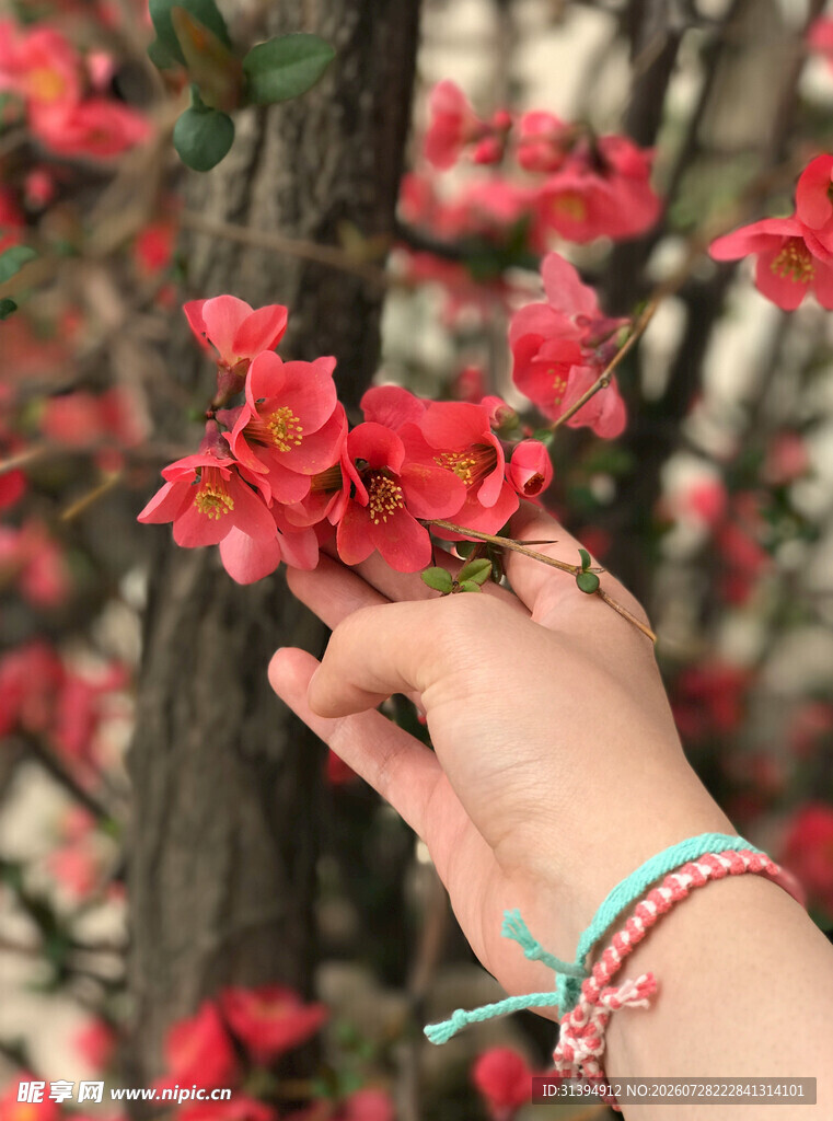 手触娇艳盛开的红花朵