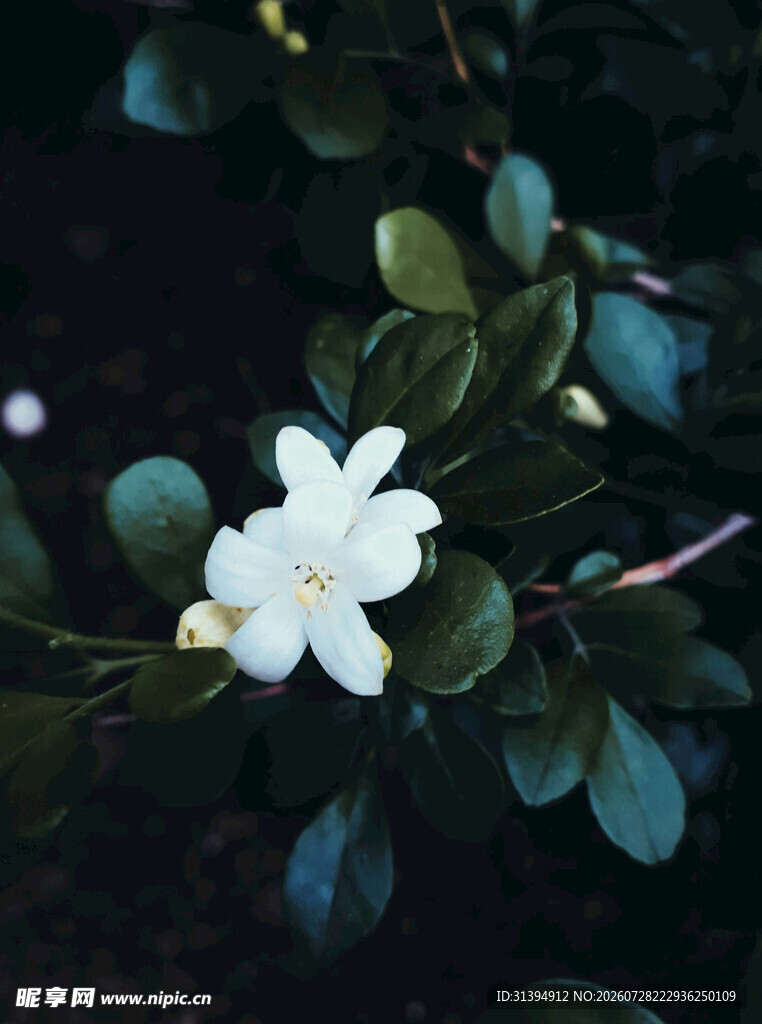 洁白茉莉花绽放绿叶间