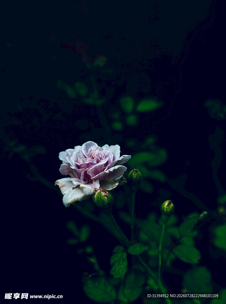 暗夜中的娇艳粉色花朵