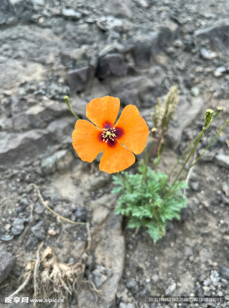 孤艳小花绽于沙石间