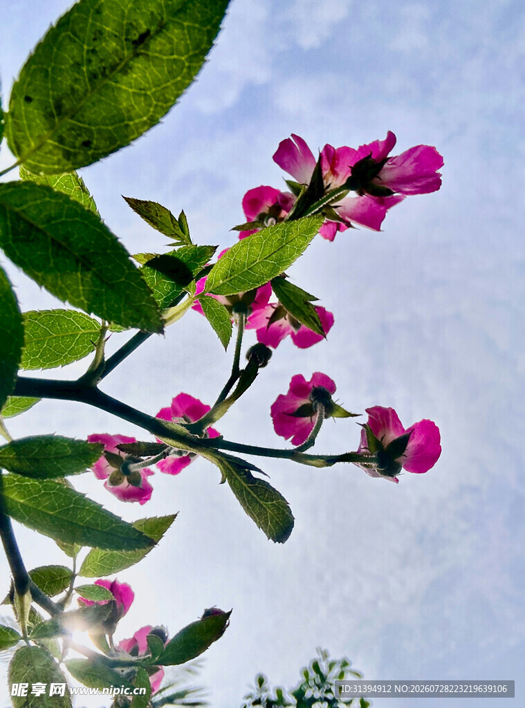 枝头绽放的艳丽紫花