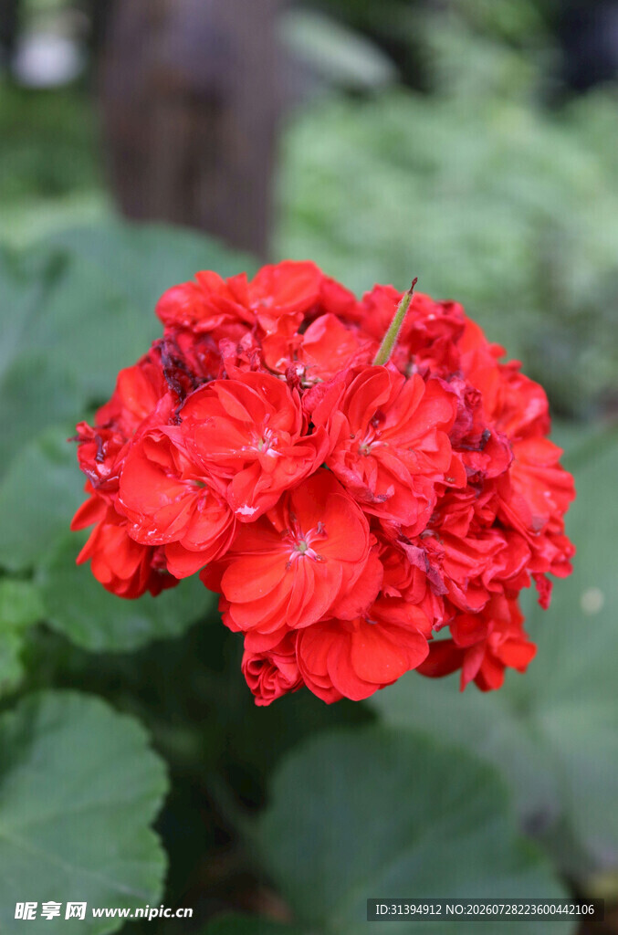 鲜艳红色天竺葵花朵