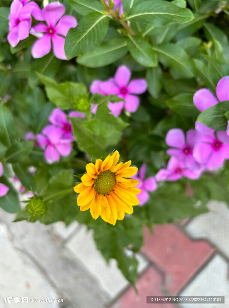 黄蕊紫花相映成趣