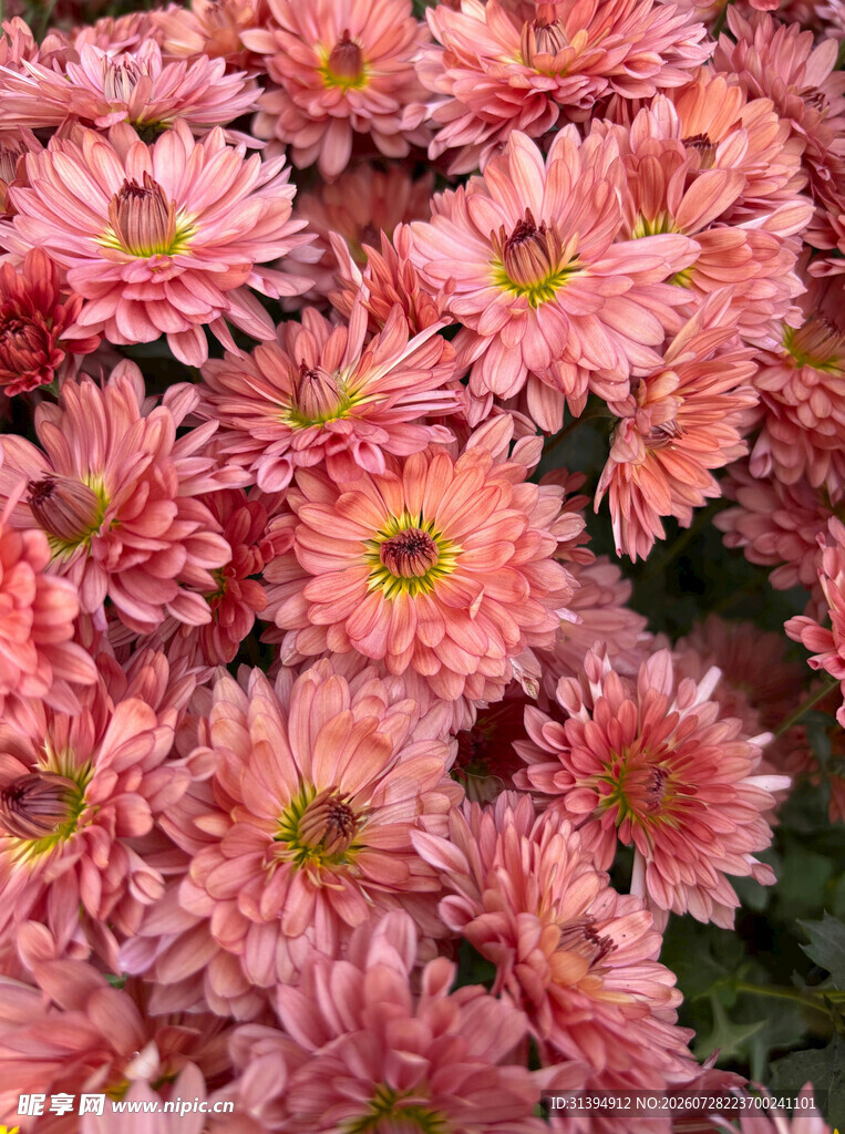 粉色菊花绽放美景