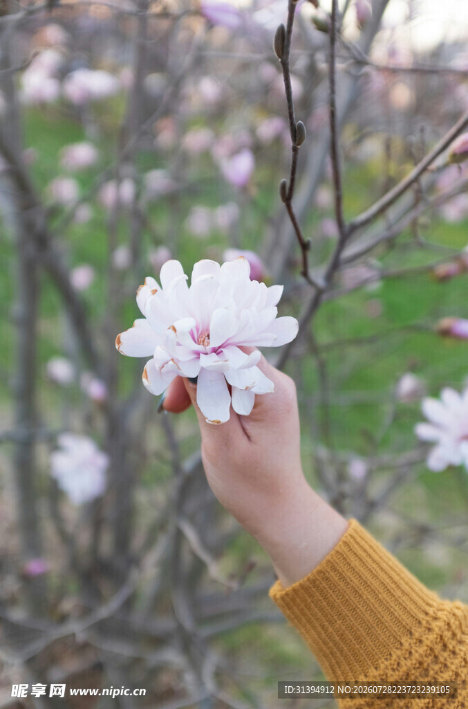 手触绽放玉兰花