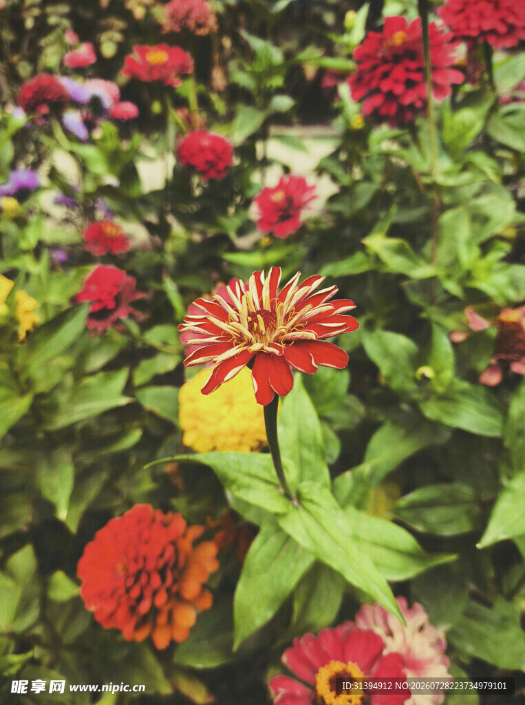 多彩百日菊绽放生机
