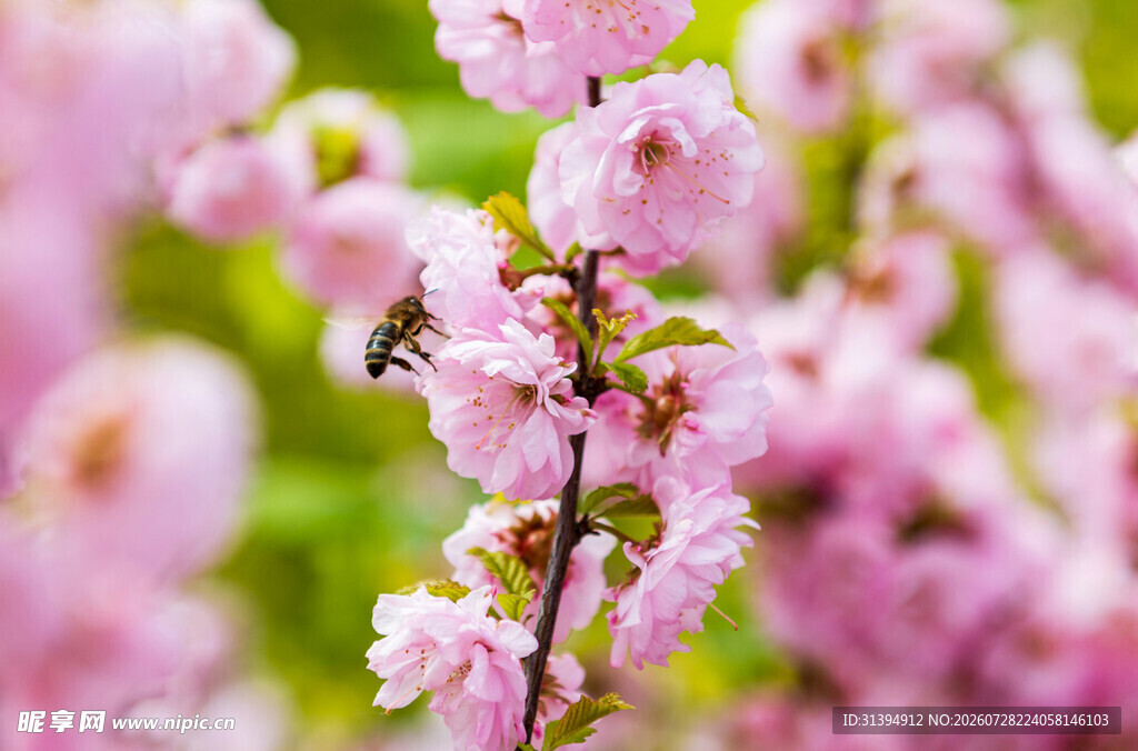 粉色繁花间的忙碌蜜蜂