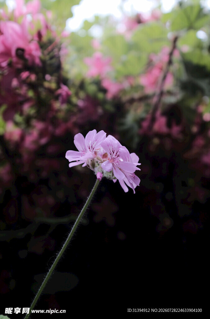 单株淡紫花朵绽放