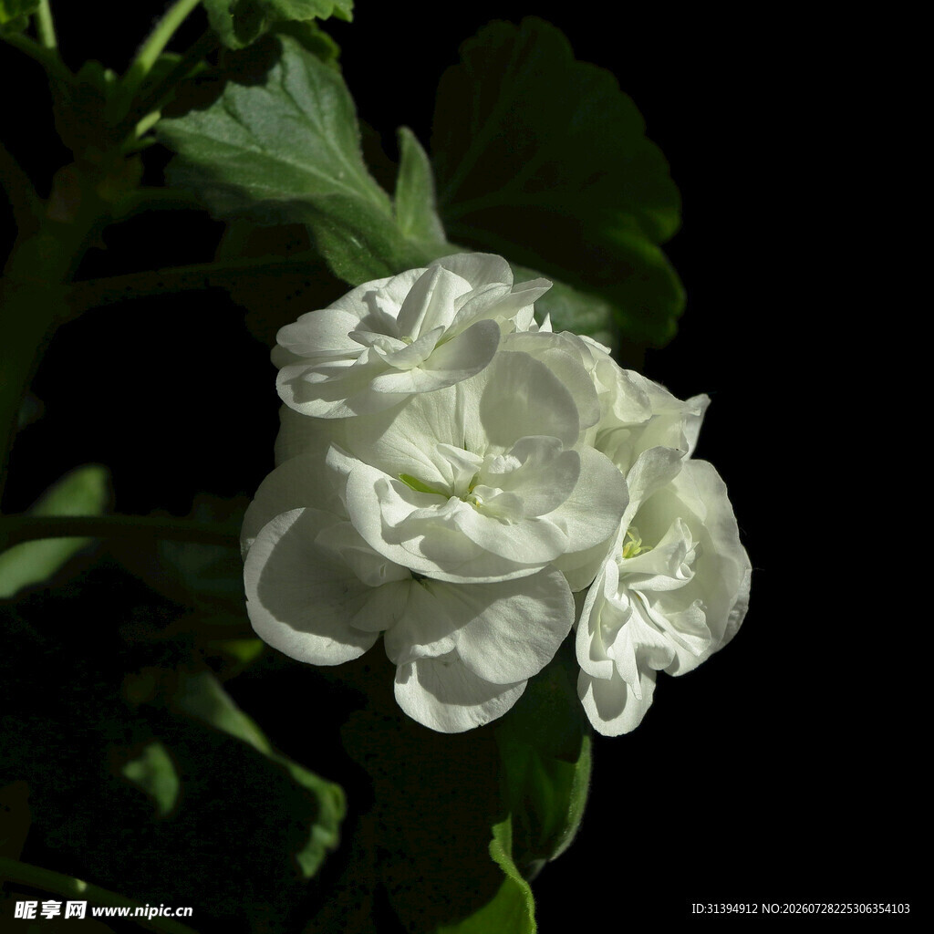 洁白重瓣花绽放