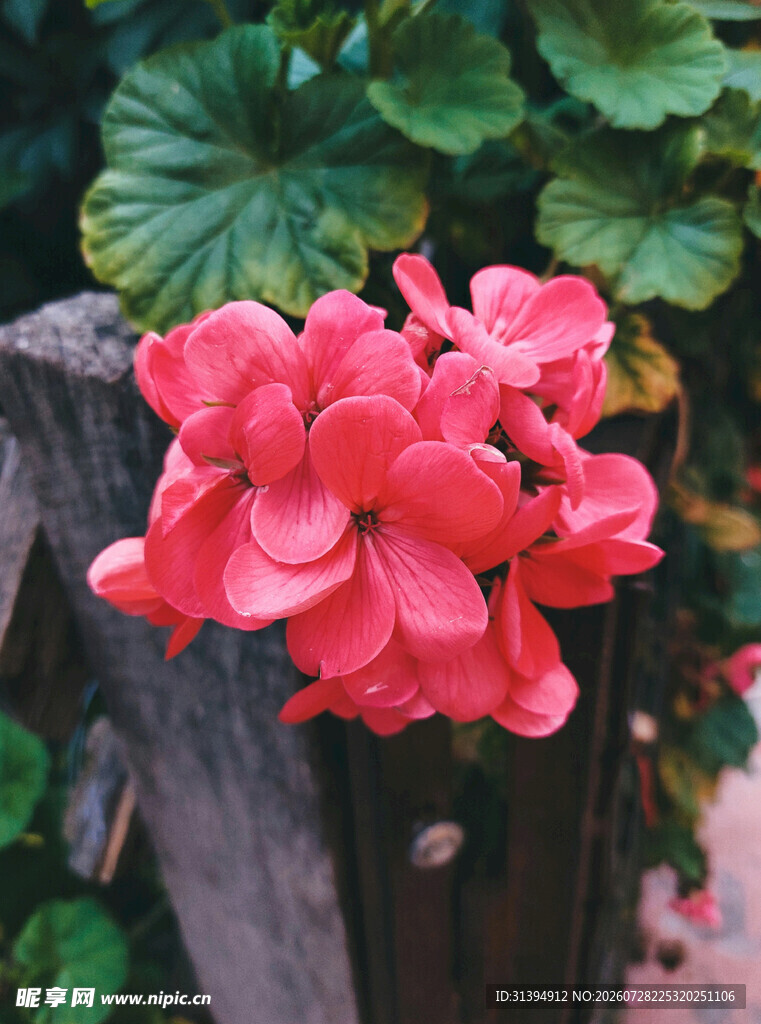 娇艳粉色海棠花绽放