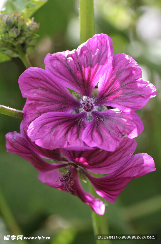 娇艳紫色锦葵花特写