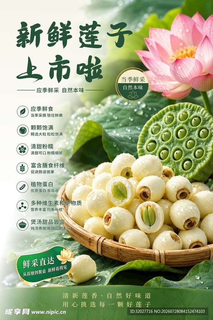 新鲜莲子上市  清甜可口
