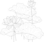 荷花荷叶线稿矢量图