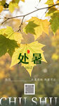处暑时节的金黄树叶景象