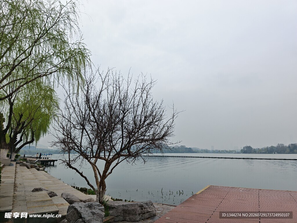 湖畔枯树与垂柳风景