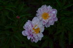 芍药花 