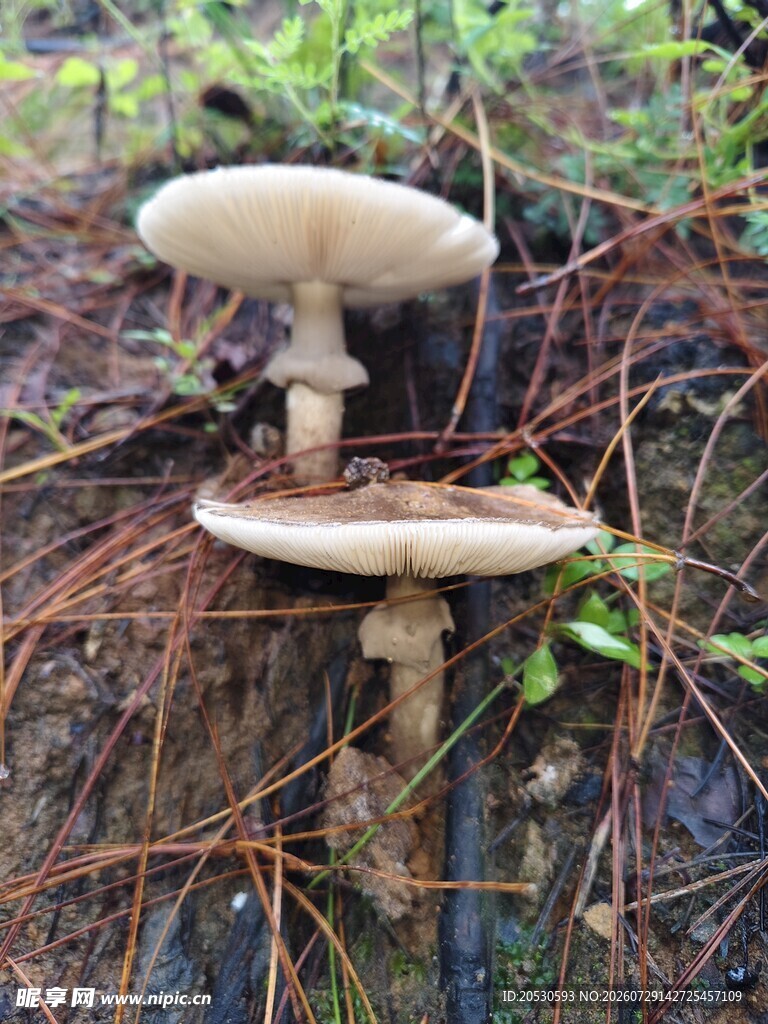 林间双生蘑菇