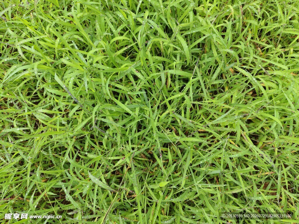 翠绿鲜嫩的蓬勃青草