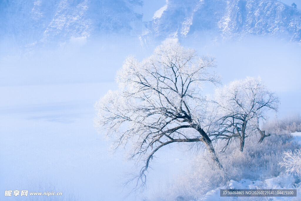 冬日雾凇雪景孤树美景