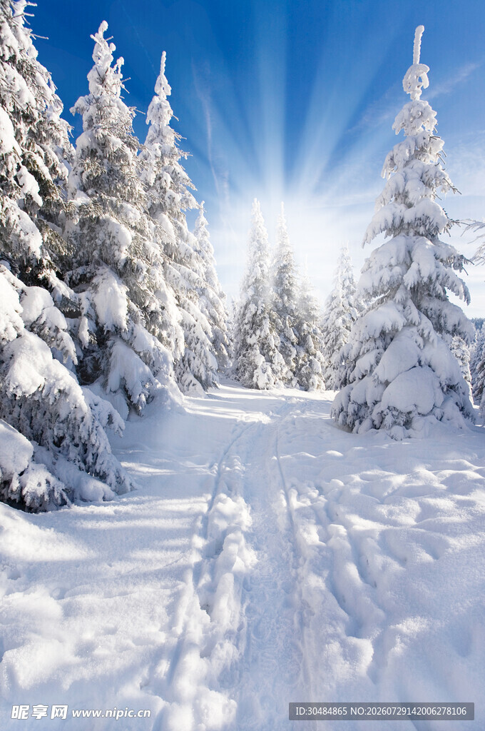 冬日雪林美景