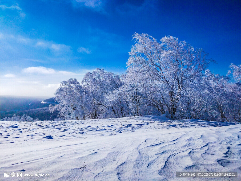冬日雪景中的银白树林