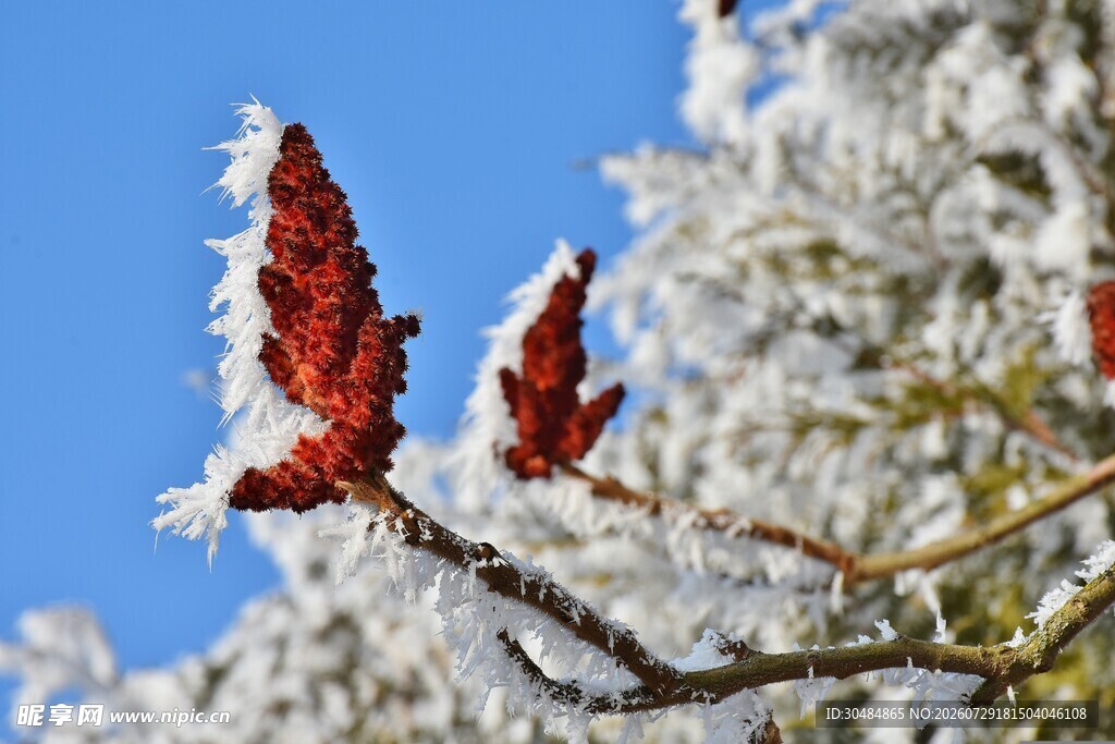 雪覆红果枝头美