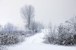 冬日雪中小径风景