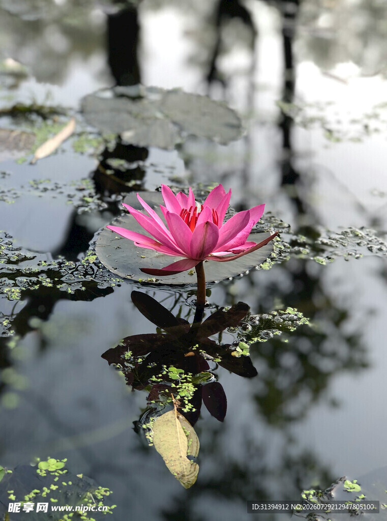 水中绽放的娇艳粉色睡莲