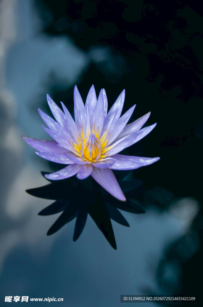 水中绽放的美丽紫色睡莲