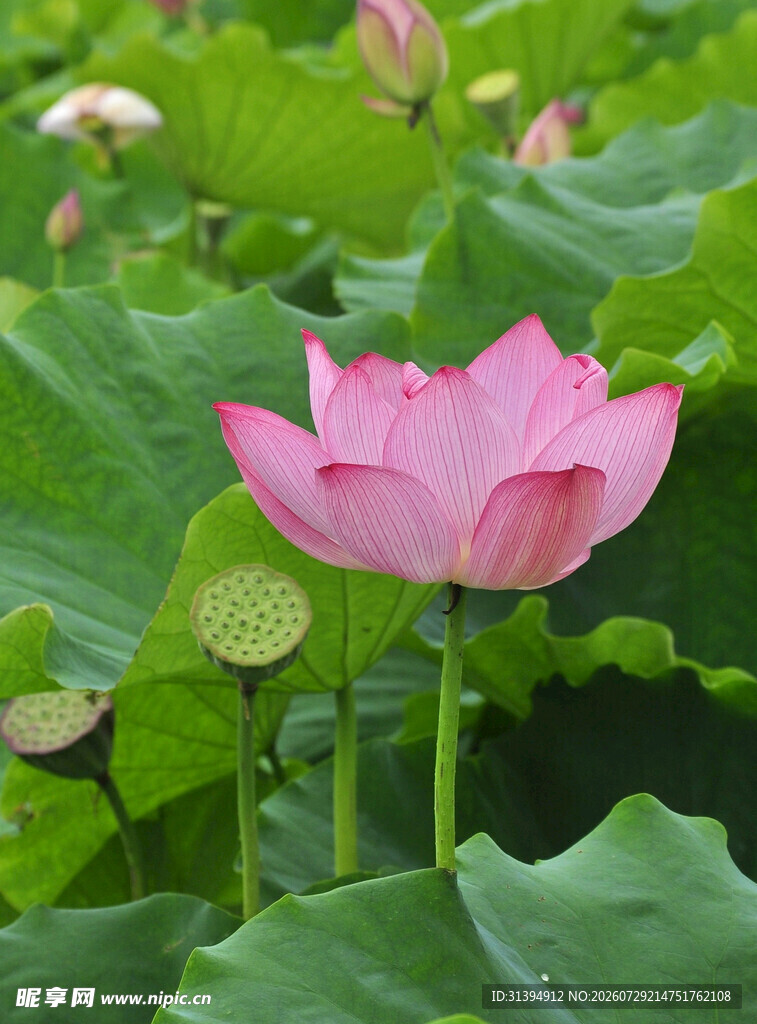 娇艳荷花绽放于绿叶间