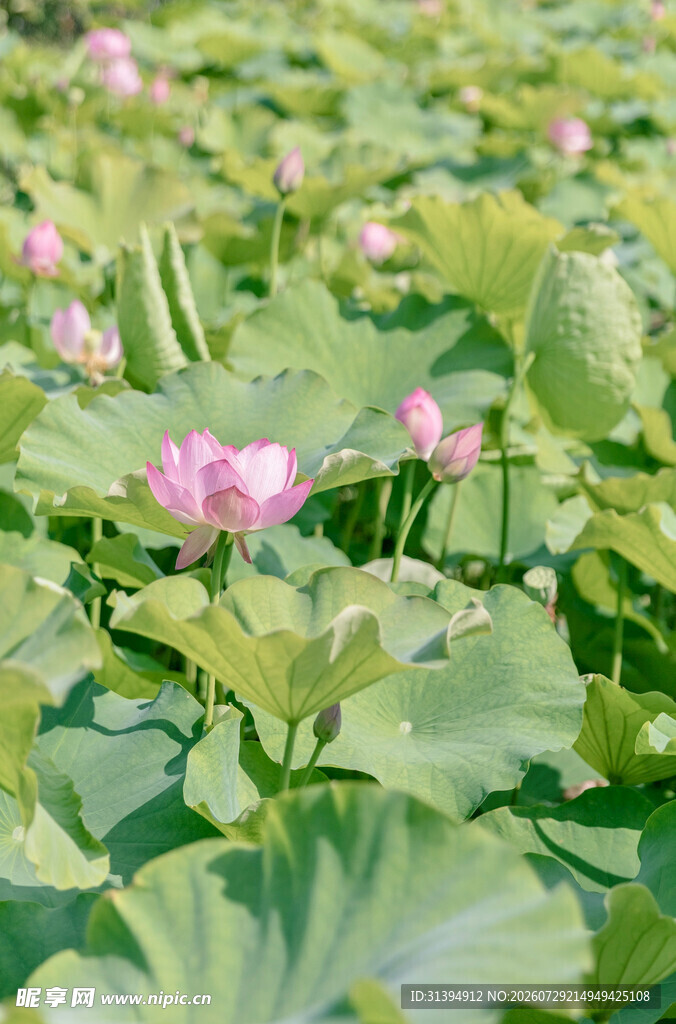 夏日荷塘荷花绽放