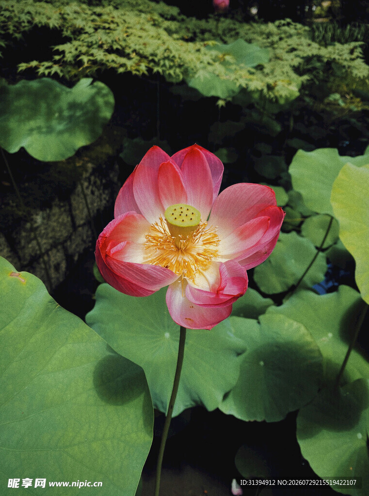 娇艳荷花绽放于绿叶间