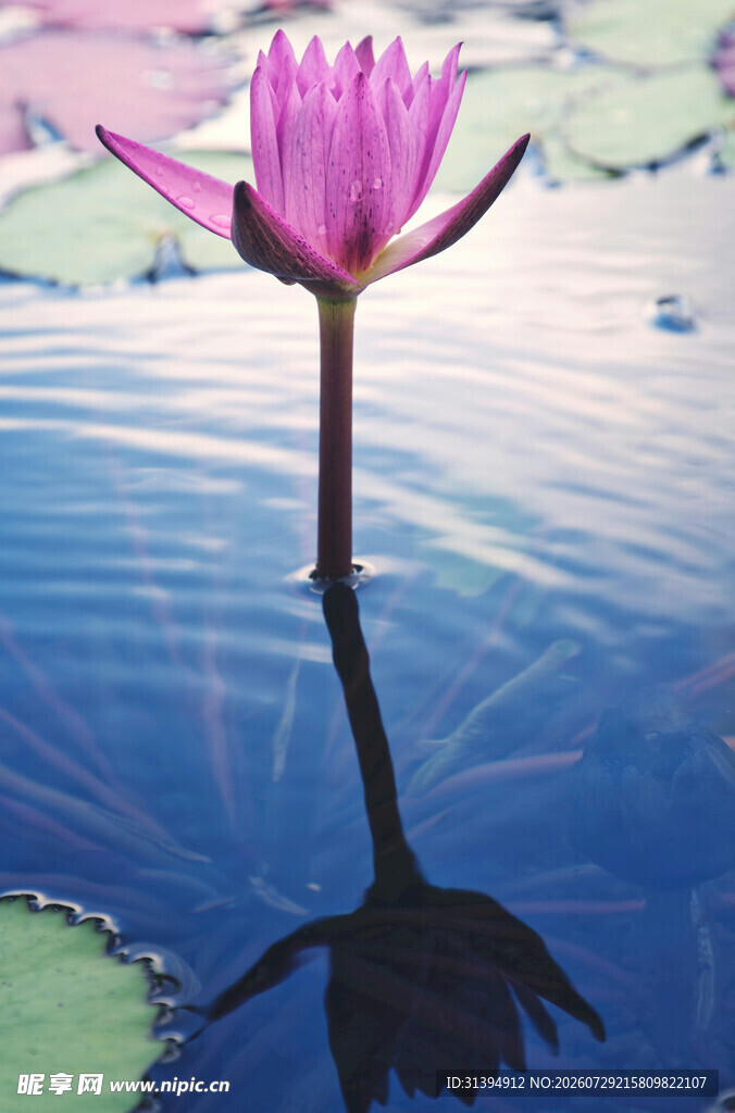 水中绽放的美丽紫睡莲