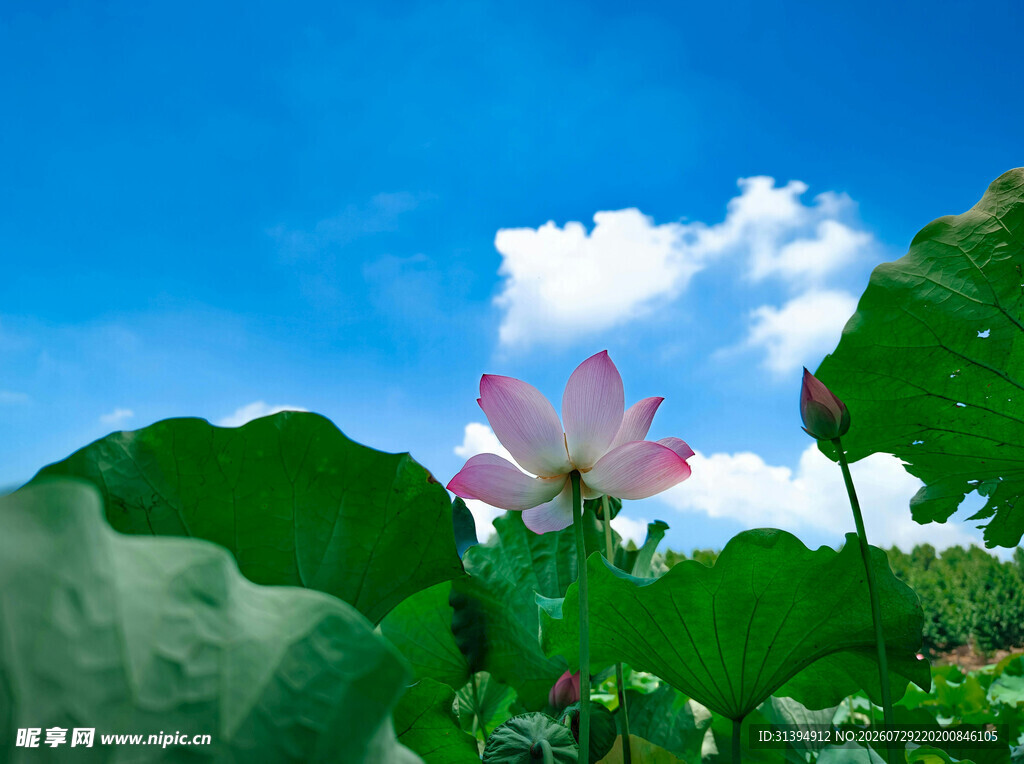 夏日荷花绽放于绿叶间