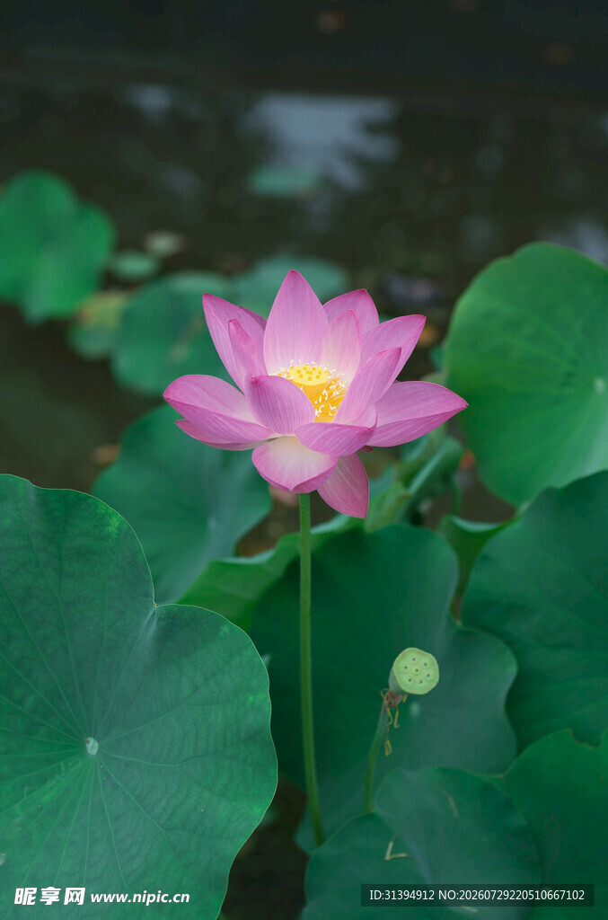 娇艳荷花绽放