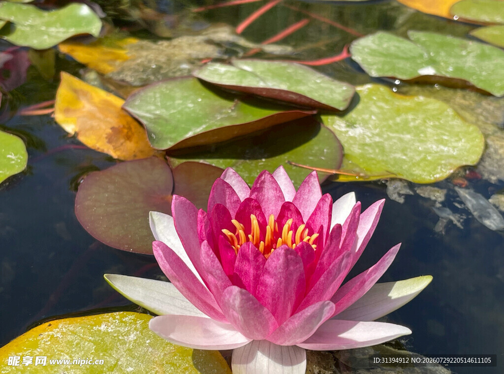 娇艳睡莲绽放于水面
