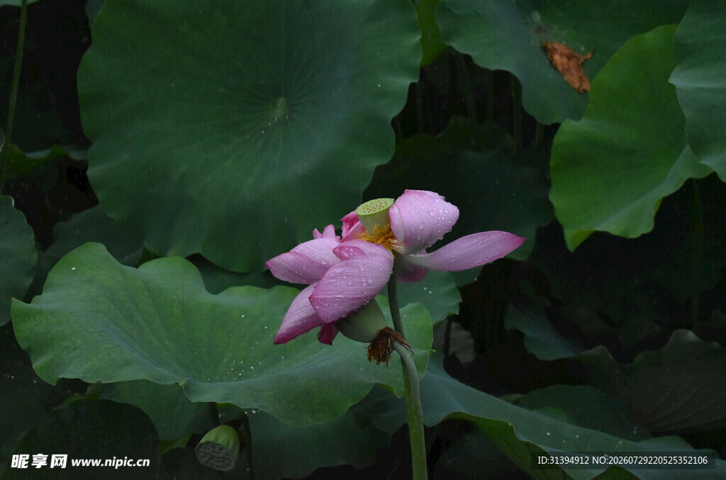 粉色荷花绽放于绿叶间