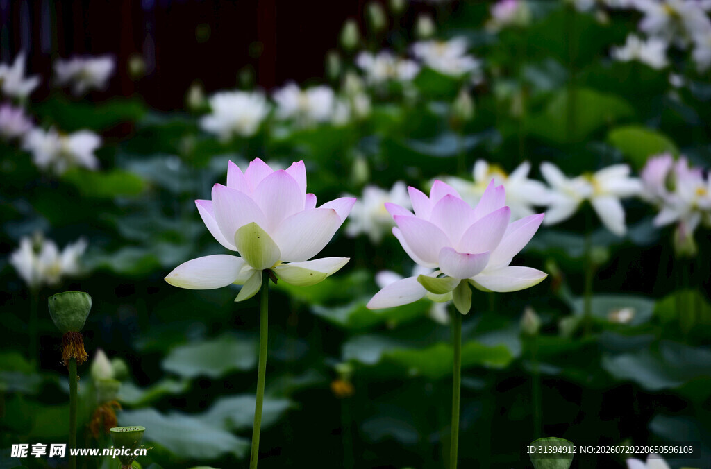 盛开的美丽白荷花