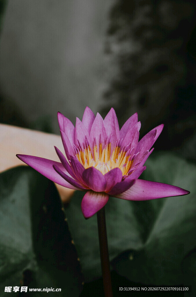 娇艳睡莲绽放