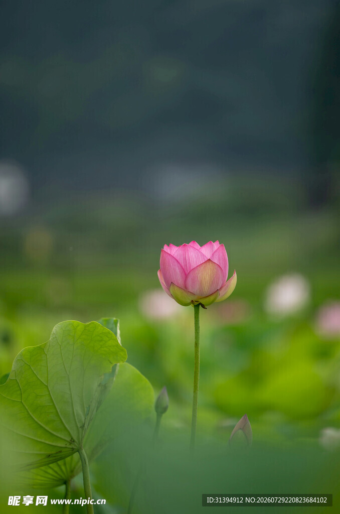 娇艳荷花绽放于绿叶间
