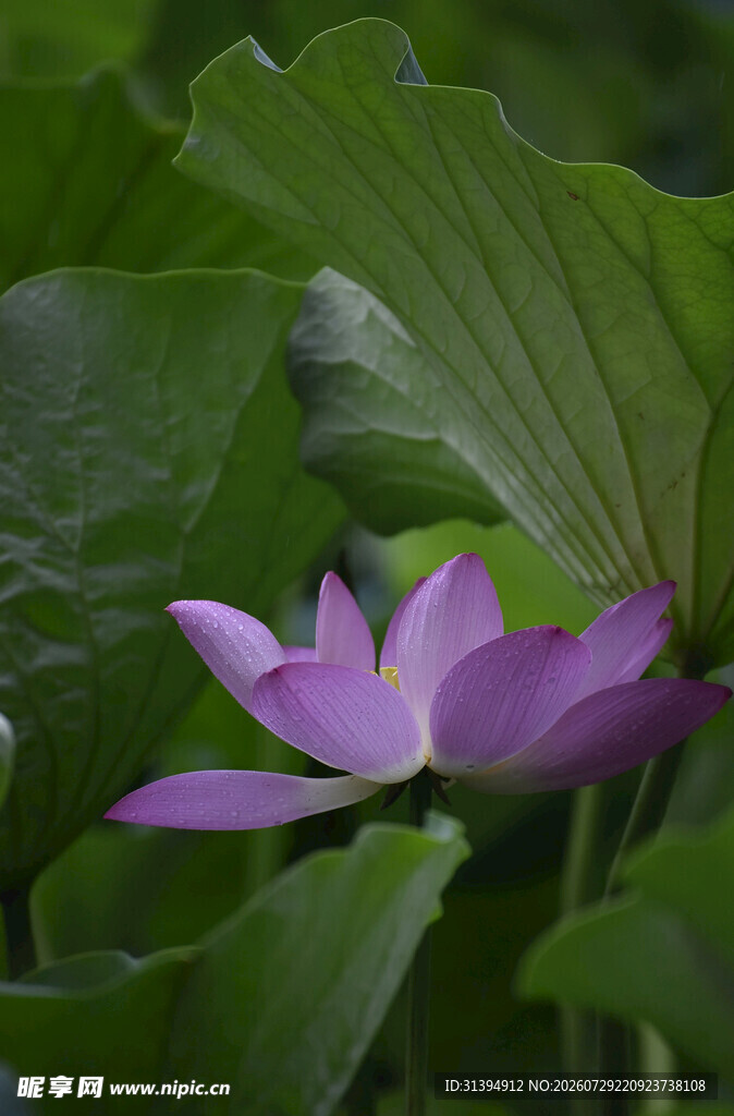 紫色荷花绽放于绿叶间