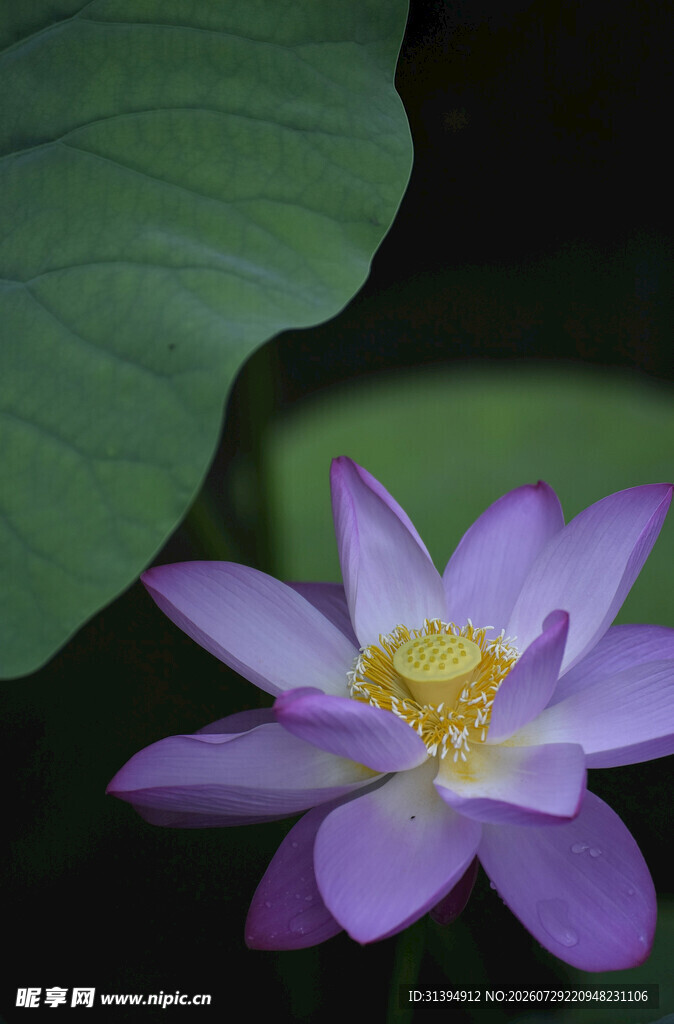 紫色莲花绽放
