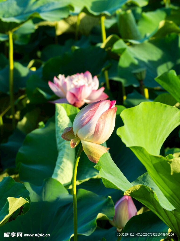 夏日娇艳荷花绽放