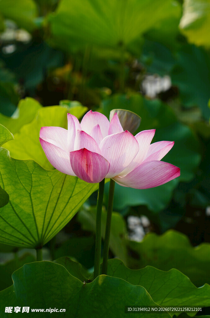 娇艳荷花绽放于绿叶间