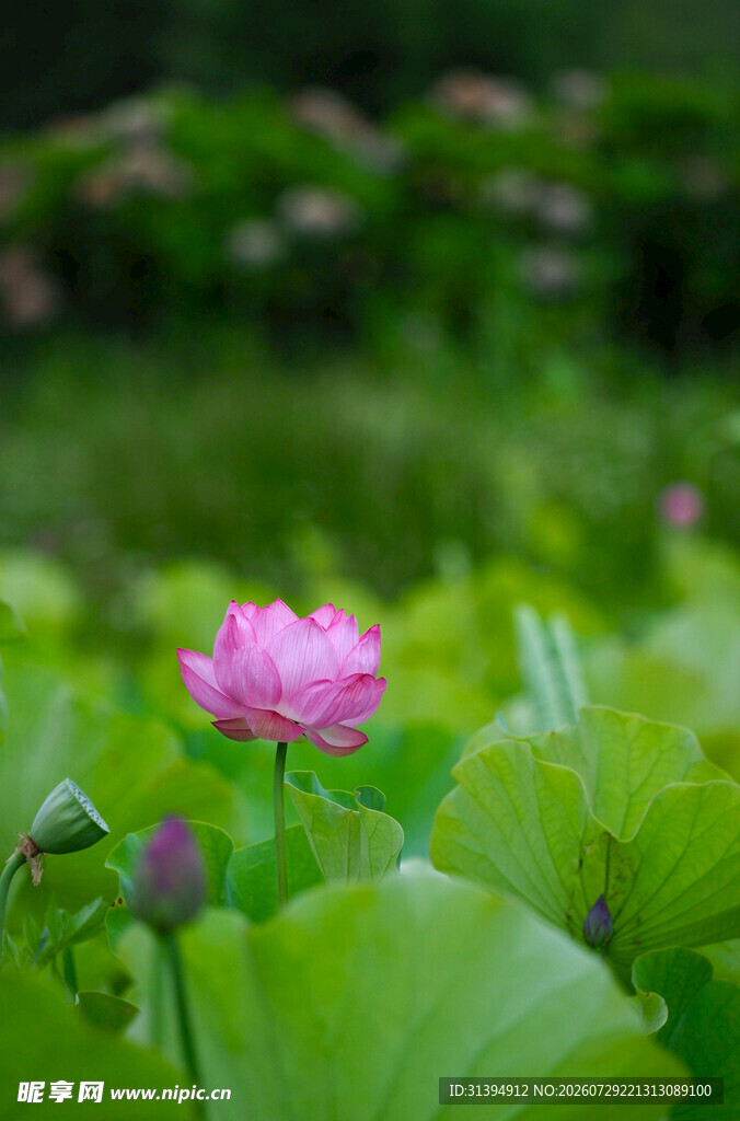 粉色荷花绽放于绿叶间