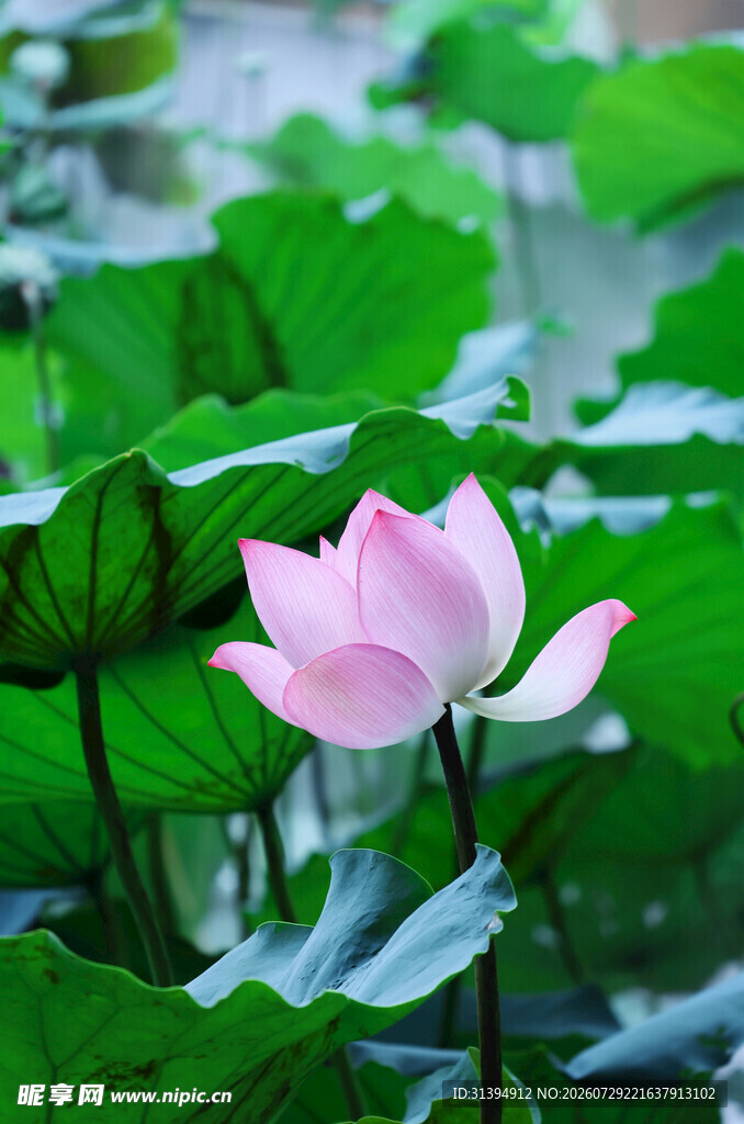 粉色荷花绽放于绿叶间