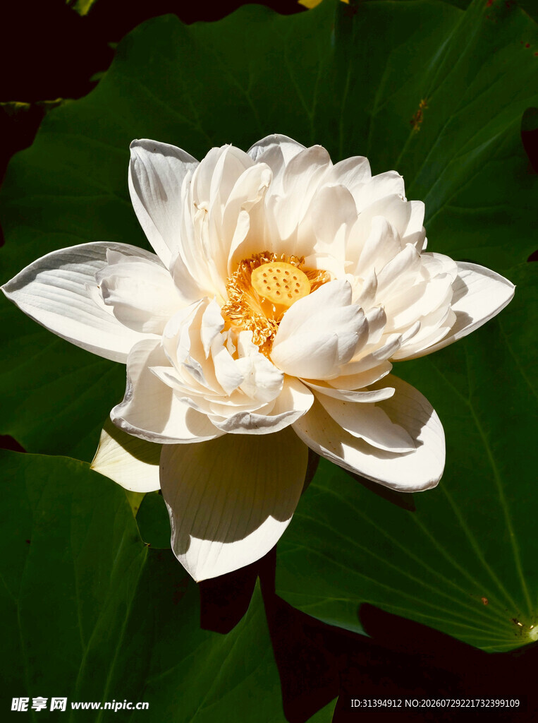 洁白绽放的优雅白莲花